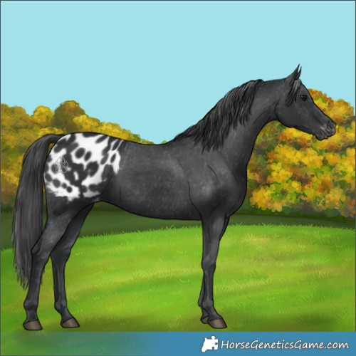 Horse Color:Black Appaloosa Rabicano 