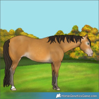Horse Color:Gray Amber Cream Champagne 