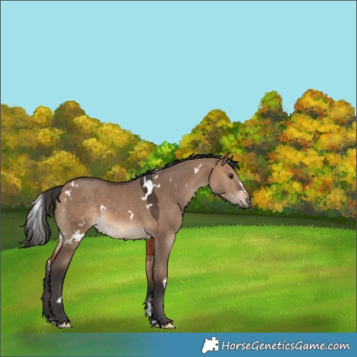 Horse Color:White Spotted Brown Dun 