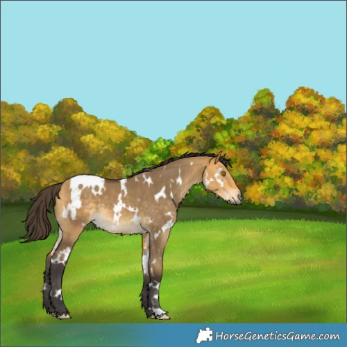 Horse Color:White Spotted Buckskin Dun 