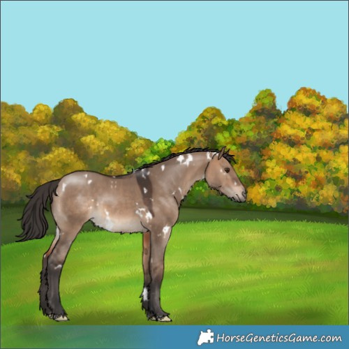 Horse Color:White Spotted Brown Dun 