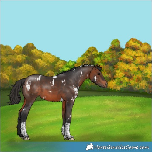 Horse Color:White Spotted Brown Tobiano 