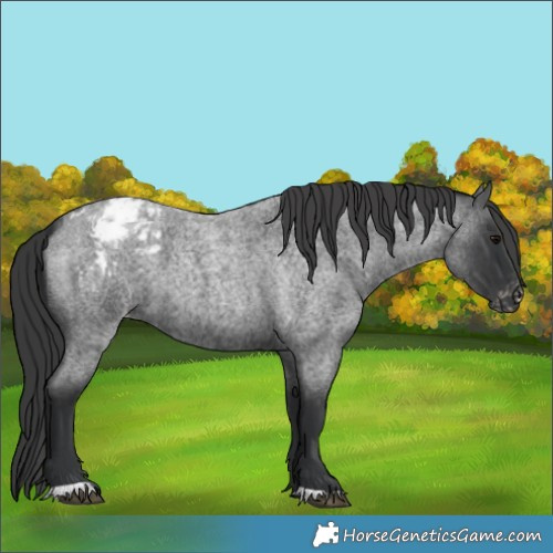 Horse Color:Blue Roan Appaloosa 