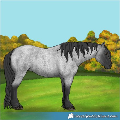 Horse Color:Blue Roan 