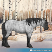 Horse Color:Blue Roan 
