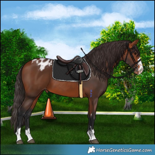 Horse Color:Bay Appaloosa