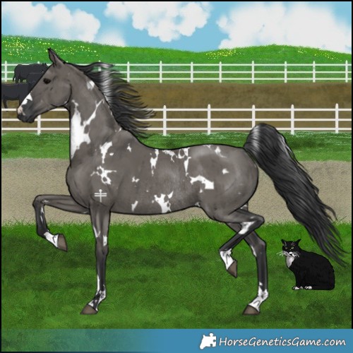 Horse Color:White Spotted Grullo Rabicano Brindle 