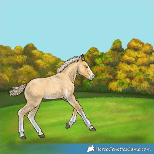 Horse Color:Palomino Roan Sabino