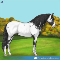 Horse Color:Black Near Fewspot 