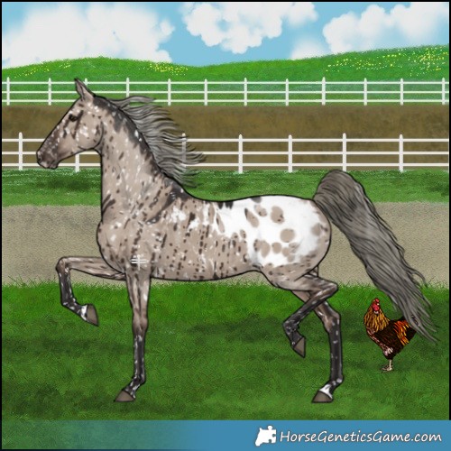 Horse Color:Liver Red Dun Mushroom Appaloosa Brindle 