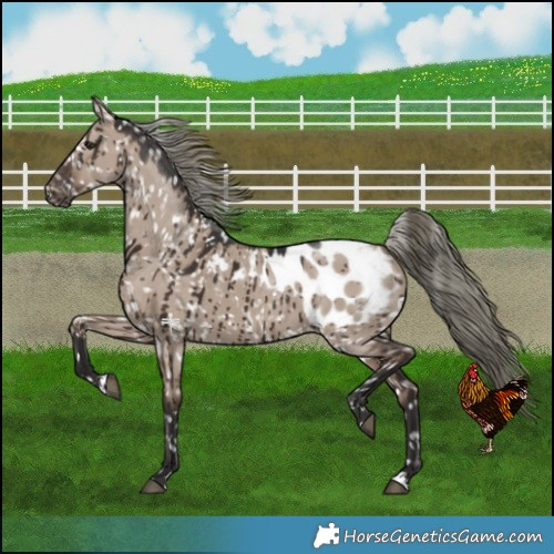 Horse Color:Liver Red Dun Mushroom Blanket Brindle 