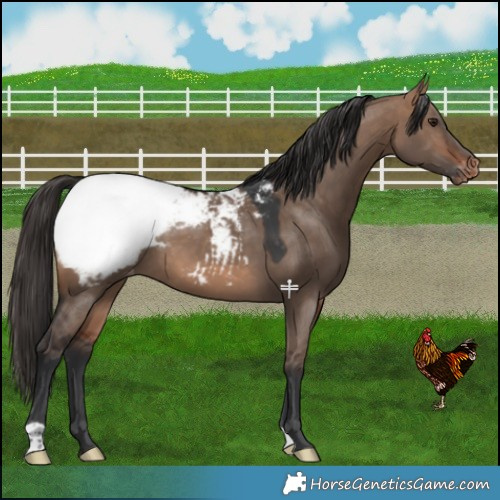 Horse Color:Bay Dun Snowcap 