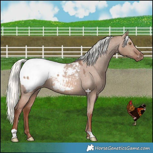 Horse Color:Red Dun Mushroom Snowcap 