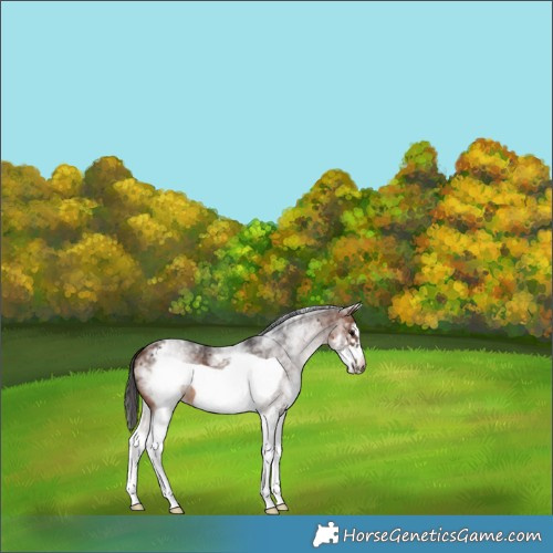 Horse Color:White Spotted Brown Frame 