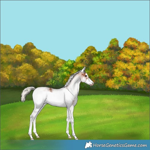 Horse Color:White Spotted Silver Bay Frame 