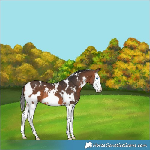 Horse Color:White Spotted Bay Splash Frame 