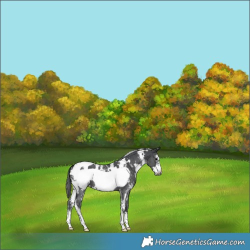 Horse Color:White Spotted Black Sabino Frame Blanket