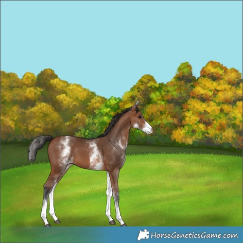 Horse Color:White Spotted Bay 