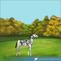 Horse Color:Gray Brown Dun Sabino Appaloosa Rabicano