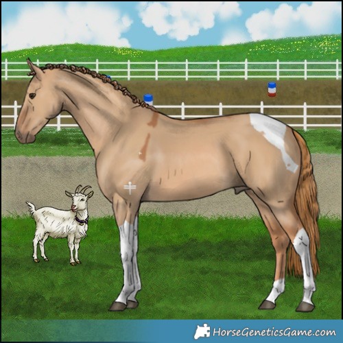 Horse Color:Red Dun Tobiano 