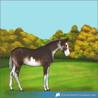 Horse Color:White Spotted Silver Brown 