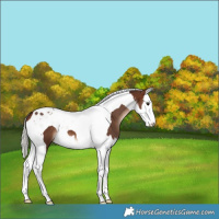 Horse Color:White Spotted Silver Brown Splash Tobiano 