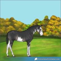 Horse Color:White Spotted Black Rabicano