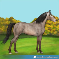 Horse Color:Gray Amber Champagne Roan 