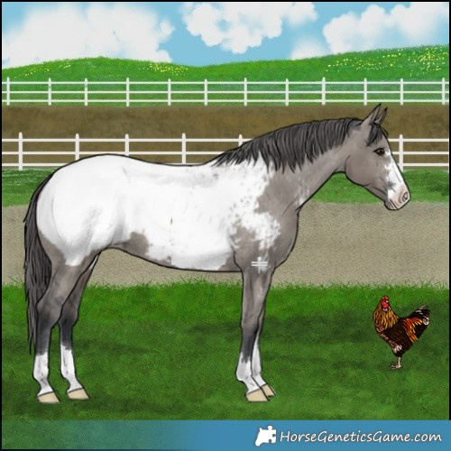 Horse Color:Grullo Snowcap 