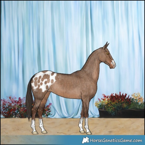 Horse Color:Liver Red Dun Appaloosa Brindle 