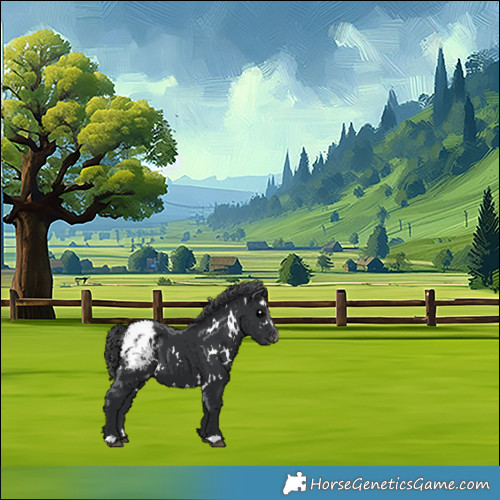 Horse Color:White Spotted Black Appaloosa 