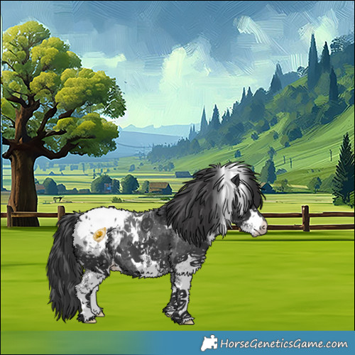 Horse Color:White Spotted Black Appaloosa 