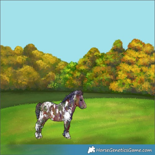 Horse Color:Nacre White Spotted Bay Appaloosa
