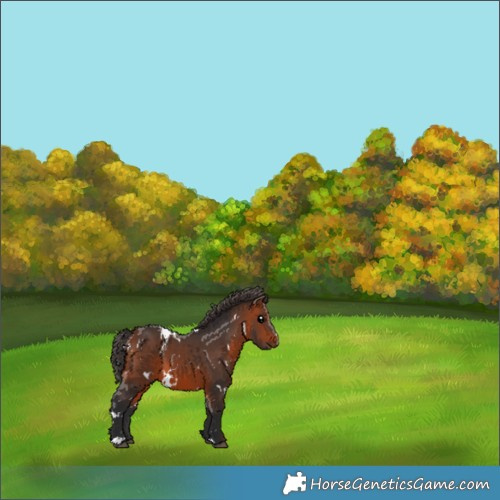 Horse Color:White Spotted Bay 