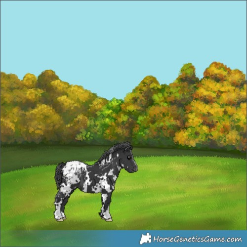 Horse Color:White Spotted Black Appaloosa 