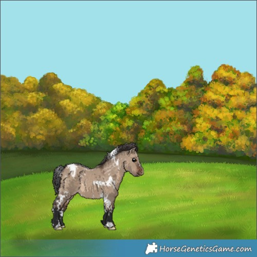 Horse Color:White Spotted Brown Dun Appaloosa 
