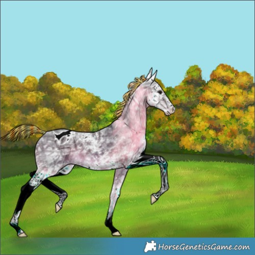 Horse Color:Painted White Spotted Brown Ice Appaloosa 