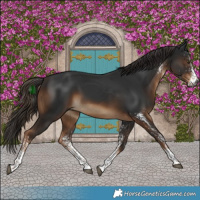 Horse Color:Gray White Spotted Liver Chestnut 