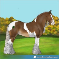 Horse Color:Chocolate Palomino Splash Tobiano