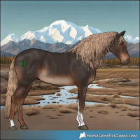 Horse Color:Liver Chestnut Tobiano 