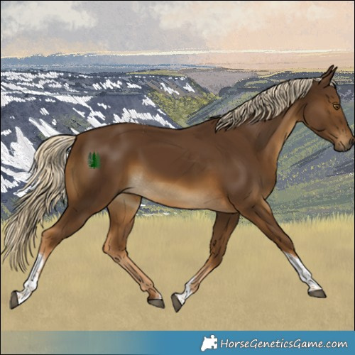 Horse Color:Chocolate Palomino Tobiano 