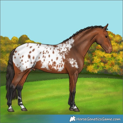 Horse Color:Bay Appaloosa 