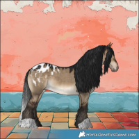 Horse Color:Gray Brown Dun Appaloosa
