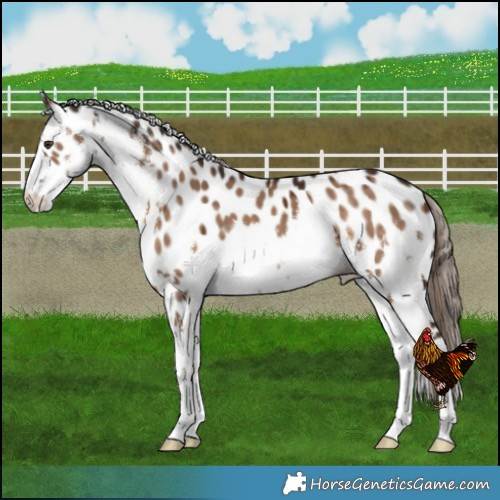 Horse Color:White Spotted Liver Red Dun Leopard 