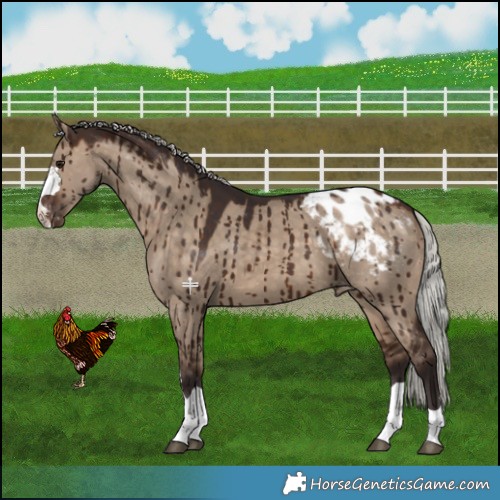 Horse Color:Silver Brown Dun Appaloosa Brindle 