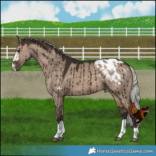 Horse Color:Silver Brown Dun Blanket Brindle 