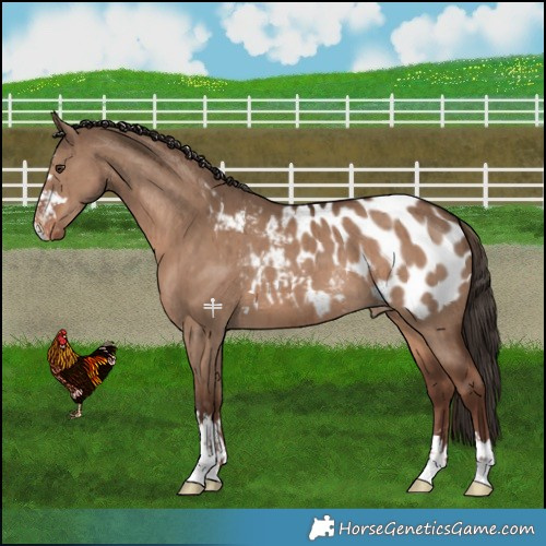 Horse Color:Liver Red Dun Appaloosa Brindle 