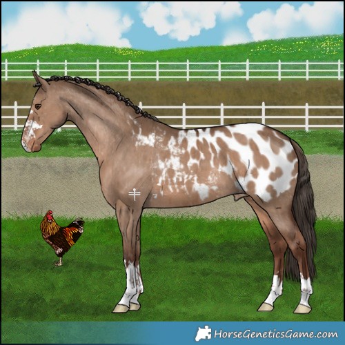 Horse Color:Liver Red Dun Near Leopard Brindle 