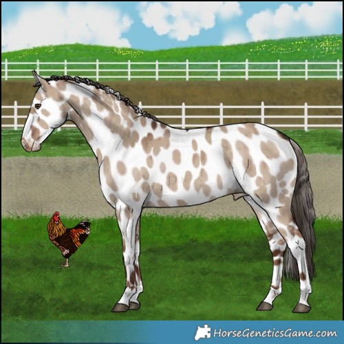 Horse Color:Liver Red Dun Leopard Rabicano Brindle 