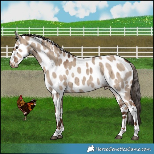 Horse Color:Liver Red Dun Appaloosa Rabicano Brindle 